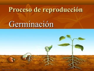 Proceso de reproducción

Germinación
 