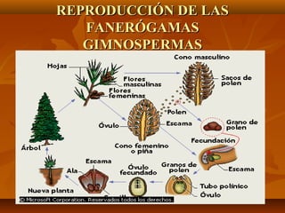 REPRODUCCIÓN DE LAS
   FANERÓGAMAS
   GIMNOSPERMAS
 