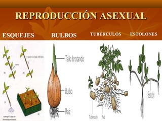 REPRODUCCIÓN ASEXUAL
ESQUEJES   BULBOS   TUBÉRCULOS   ESTOLONES
 