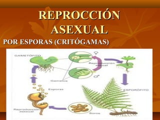 REPROCCIÓN
        ASEXUAL
POR ESPORAS (CRITÓGAMAS)
 