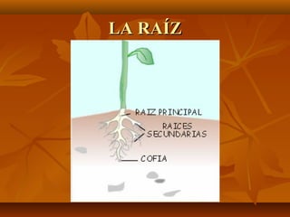 LA RAÍZ
 