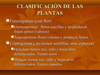 CLASIFICACIÓN DE LAS
            PLANTAS
 Fanerógamas (con flor)
   Gimnospermas: flores sencillas y no producen
    frutos (pinos y abetos)
   Angiospermas flores vistosas y producen frutos
 Criptógamas ( no tienen semillas, sino esporas)
   Helechos: tienen raíz, tallo y hojas bien
    diferenciados. Tienen soros
   Musgos: tienen raíz, tallo y hojas poco
    diferenciados. Tienen cápsulas
 