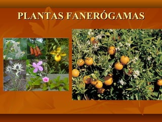 PLANTAS FANERÓGAMAS
 
