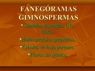 FANEGÓRAMAS
GIMNOSPERMAS
 • Semillas desnudas. (No
           fruto)
•Hojas peciolos pequeños.
•Árboles de hoja perenne.
    •Flores sin pétalos
 
