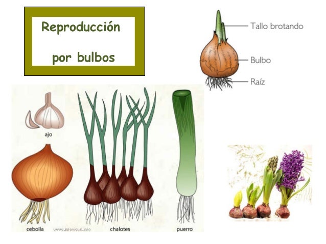 Diferencia Entre Tubrculo Raz Tuberosa Y Bulbo Diferenciador