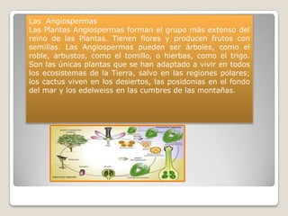 Las Angiospermas
Las Plantas Angiospermas forman el grupo más extenso del
reino de las Plantas. Tienen flores y producen frutos con
semillas. Las Angiospermas pueden ser árboles, como el
roble, arbustos, como el tomillo, o hierbas, como el trigo.
Son las únicas plantas que se han adaptado a vivir en todos
los ecosistemas de la Tierra, salvo en las regiones polares;
los cactus viven en los desiertos, las posidonias en el fondo
del mar y los edelweiss en las cumbres de las montañas.
 