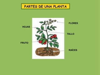 PARTES DE UNA PLANTA



                          FLORES
 HOJAS


                         TALLO


FRUTO


                          RAÍCES
 