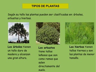 TIPOS DE PLANTAS

Según su tallo las plantas pueden ser clasificadas en: árboles,
arbustos y hierbas.




Los árboles tienen       Los arbustos              Las hierbas tienen
un tallo duro de         tiene tallos              tallos tiernos y son
madera y alcanzan        leñosos que son           las plantas de menor
una gran altura.         como ramas que            tamaño.
                         salen
                         directamente del
                         suelo.
 