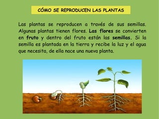 CÓMO SE REPRODUCEN LAS PLANTAS


Las plantas se reproducen a través de sus semillas.
Algunas plantas tienen flores. Las flores se convierten
en fruto y dentro del fruto están las semillas. Si la
semilla es plantada en la tierra y recibe la luz y el agua
que necesita, de ella nace una nueva planta.
 