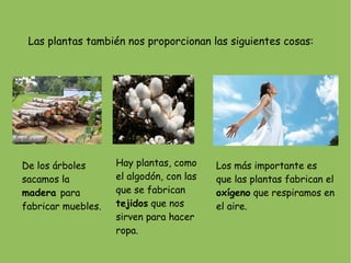 Las plantas también nos proporcionan las siguientes cosas:




De los árboles      Hay plantas, como     Los más importante es
sacamos la          el algodón, con las   que las plantas fabrican el
madera para         que se fabrican       oxígeno que respiramos en
fabricar muebles.   tejidos que nos       el aire.
                    sirven para hacer
                    ropa.
 