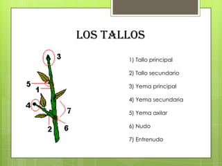 Los tallos
       1) Tallo principal

       2) Tallo secundario

       3) Yema principal

       4) Yema secundaria

       5) Yema axilar

       6) Nudo

       7) Entrenudo
 
