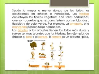 Según la mayor o menor dureza de los tallos, los
clasificamos en leñosos o herbáceos. Las hierbas
constituyen los típicos vegetales con tallos herbáceos,
que son aquellos que se caracterizan por ser blandos ,
flexibles y de color verde. Por ejemplo, La amapola, o la
manzanilla poseen tallos herbáceos.
Los árboles o los arbustos tienen los tallos más duros y
suelen ser más grandes que las hierbas. Son ejemplos de
árboles el pino o el cerezo. El romero es un arbusto típico.
 
