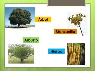 Árbol


                    Manzanilla

Arbusto


                  Hierba
 