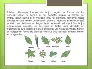 Existen diferentes formas de hojas según la forma de los
nervios, según si tienen o no pecíolo, según la forma del
limbo, según como es el margen, etc. Por ejemplo, llamamos hojas
simples las que tienen un limbo sin partir o , aunque este limbo esté
partido, las divisiones no llegan hasta el nervio principal. Son hojas
compuestas aquellas en las que el limbo está dividido en
fragmentos que llegan al nervio principal. Las hojas dentadas tienen
el margen en forma de dientes mientras que las hojas enteras tienen
el margen liso.
 