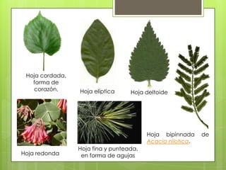 Hoja cordada,
   forma de
   corazón.      Hoja elíptica     Hoja deltoide




                                         Hoja bipinnada     de
                                         Acacia nilotica.
                 Hoja fina y punteada,
Hoja redonda      en forma de agujas
 