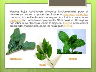 Algunas hojas constituyen alimentos fundamentales para el
hombre ya que son capaces de almacenar vitaminas, minerales,
azúcar u otros nutrientes necesarios para la salud. Las hojas de las
espinacas son un buen ejemplo de ello. Otras hojas se utilizan para
dar sabor a los alimentos, como la hoja del laurel o para realizar
preparados medicinales, como las hojas de la menta.




espinacas                                          menta

                         laurel
 