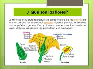 ¿ Qué son las flores?
La flor es la estructura reproductiva característica de las plantas. La
función de una flor es producir semillasl. Para las plantas, las semillas
son la próxima generación, y sirven como el principal medio a
través del cual las especies se perpetúan y se propagan.
 