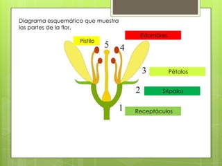 Diagrama esquemático que muestra
las partes de la flor.
                                    Estambres
                   Pistilo




                                                Pétalos


                                           Sépalos


                                   Receptáculos
 