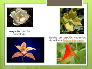 Magnolia , una flor
  espiralada.
                      Detalle del espolón nectarífero
                      de la flor de Tropaeolum majus.
 