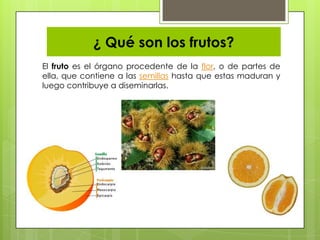 ¿ Qué son los frutos?
El fruto es el órgano procedente de la flor, o de partes de
ella, que contiene a las semillas hasta que estas maduran y
luego contribuye a diseminarlas.
 