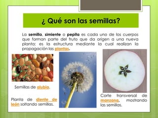 ¿ Qué son las semillas?
     La semilla, simiente o pepita es cada uno de los cuerpos
     que forman parte del fruto que da origen a una nueva
     planta; es la estructura mediante la cual realizan la
     propagación las plantas.




 Semillas de alubia.

                                          Corte transversal de
Planta de diente de                       manzana,      mostrando
león soltando semillas.                   las semillas.
 