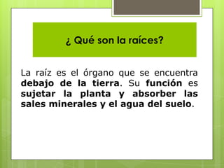 ¿ Qué son la raíces?


La raíz es el órgano que se encuentra
debajo de la tierra. Su función es
sujetar la planta y absorber las
sales minerales y el agua del suelo.
 