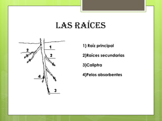 Las raíces

     1) Raíz principal

     2)Raíces secundarias

     3)Caliptra

     4)Pelos absorbentes
 