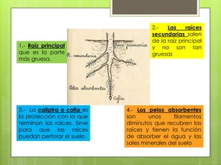 2.-   Las     raíces
                                      secundarias salen
                                      de la raíz principal
1.- Raíz principal                    y no son tan
que es la parte                       gruesas
más gruesa.




3.- La caliptra o cofia es   4.- Los pelos absorbentes
la protección con la que     son     unos      filamentos
terminan las raíces. Sirve   diminutos que recubren las
para que las raíces          raíces y tienen la función
puedan perforar el suelo     de absorber el agua y las
                             sales minerales del suelo
 
