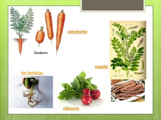 zanahoria




                            regaliz
las lentejas




               rábanos
 