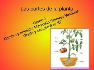 Las partes de la planta
Grupo:3
Nombre y apellido: Marycielo Ramírez Vasquez
Grado y sección:6 to “C”
 