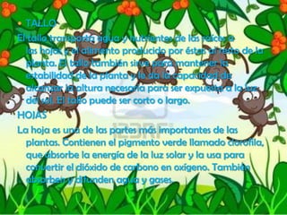  TALLO
El tallo transporta agua y nutrientes de las raíces a
las hojas y el alimento producido por éstas al resto de la
planta. El tallo también sirve para mantener la
estabilidad de la planta y le da la capacidad de
alcanzar la altura necesaria para ser expuesta a la luz
del sol. El tallo puede ser corto o largo.
HOJAS
La hoja es una de las partes más importantes de las
plantas. Contienen el pigmento verde llamado clorofila,
que absorbe la energía de la luz solar y la usa para
convertir el dióxido de carbono en oxígeno. También
absorben y difunden agua y gases.
 