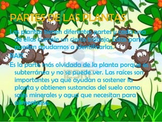Las plantas tienen diferentes partes y cada una
de ellas cumple un cierto trabajo. Estas partes
pueden ayudarnos a identificarlas.
RAIZ
Es la parte más olvidada de la planta porque es
subterránea y no se puede ver. Las raíces son
importantes ya que ayudan a sostener la
planta y obtienen sustancias del suelo como
sales minerales y agua que necesitan para
alimentarse.
 