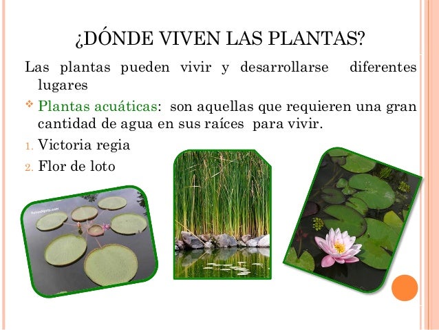 Las Plantas Por Donde Respiran Las Plantas Por Donde Respiran