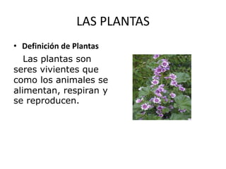 LAS PLANTAS
• Definición de Plantas
Las plantas son
seres vivientes que
como los animales se
alimentan, respiran y
se reproducen.
 