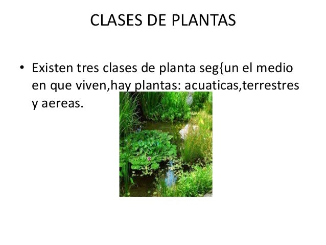 Las Plantas