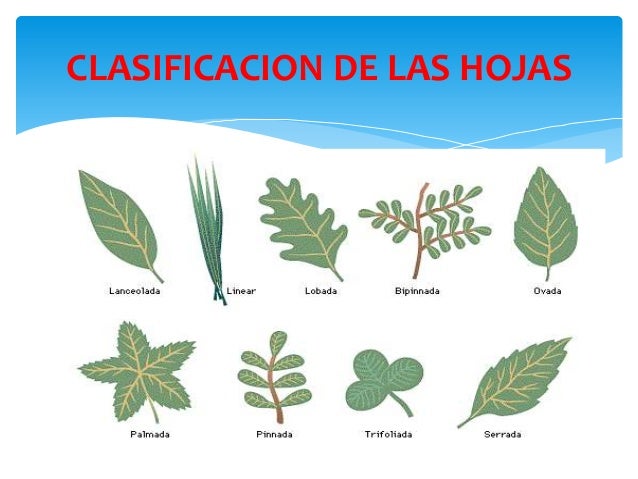 Las plantas