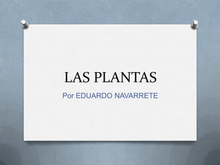 LAS PLANTAS
Por EDUARDO NAVARRETE

 