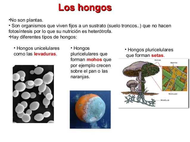 Flukonazol para el tratamiento del hongo sobre las uñas