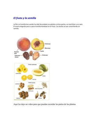 El fruto y la semilla
La flor se transforma cuando ha sido fecundada.Los pétalos y otras partes, se marchitan y se caen.
El ovario engorda poco a poco transformándose en el fruto. Los óvulos se van convirtiendo en
semilla.

Aqui les dejo un video para que puedan recordar las partes de las plantas

 