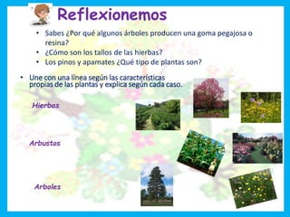 Reflexionemos
• Une con una línea según las características
propias de las plantas y explica según cada caso.
Hierbas
Arbustos
Arboles
• Sabes ¿Por qué algunos árboles producen una goma pegajosa o
resina?
• ¿Cómo son los tallos de las hierbas?
• Los pinos y apamates ¿Qué tipo de plantas son?
 