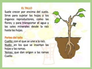 Suele crecer por encima del suelo.
Sirve para sujetar las hojas y los
órganos reproductores, como las
flores; y para transportar el agua y
las sales minerales desde la raíz
hasta las hojas.
Cuello: con el que se une a la raíz.
Nudo: en los que se insertan las
hojas y las ramas.
Yemas: que dan origen a las ramas
Cuello
 