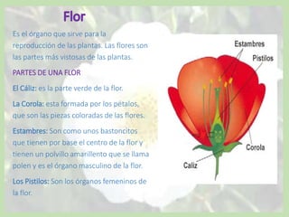 Es el órgano que sirve para la
reproducción de las plantas. Las flores son
las partes más vistosas de las plantas.
PARTES DE UNA FLOR
El Cáliz: es la parte verde de la flor.
La Corola: esta formada por los pétalos,
que son las piezas coloradas de las flores.
Estambres: Son como unos bastoncitos
que tienen por base el centro de la flor y
tienen un polvillo amarillento que se llama
polen y es el órgano masculino de la flor.
Los Pistilos: Son los órganos femeninos de
la flor.
 