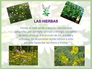 Tienen el tallo verde y blando casi siempre
pequeño, por ejemplo: el maíz y el trigo. Los tallos
de estas plantas, a distinción de los árboles y
arbustos, no desarrollan tejido leñoso y sólo
persiste hasta dar las flores y frutos.
 