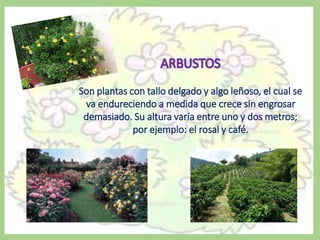 Son plantas con tallo delgado y algo leñoso, el cual se
va endureciendo a medida que crece sin engrosar
demasiado. Su altura varía entre uno y dos metros;
por ejemplo: el rosal y café.
 
