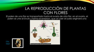 LA REPRODUCCIÓN DE PLANTAS
CON FLORES
El polen de una flor es transportado hasta el ovario de otra flor, en el ovario, el
polen se une al óvulo y forma el embrion, que al caer al suelo originará una
nueva planta.
Clic
aquí
 