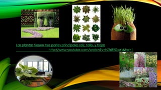 Las plantas tienen tres partes principales raíz, tallo, y hojas
http://www.youtube.com/watch?v=hZfzIRfGqYs&hd=1
 