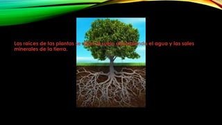 Las raíces de las plantas se fijan al suelo absorbiendo el agua y las sales
minerales de la tierra.
 