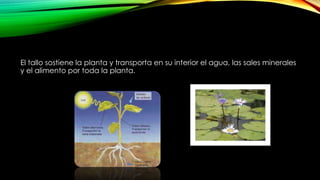 El tallo sostiene la planta y transporta en su interior el agua, las sales minerales
y el alimento por toda la planta.
 