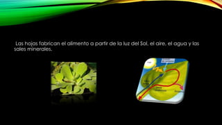 Las hojas fabrican el alimento a partir de la luz del Sol, el aire, el agua y las
sales minerales.
 
