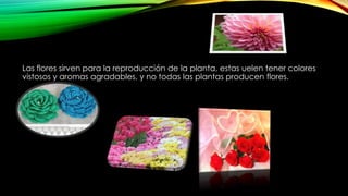 Las flores sirven para la reproducción de la planta, estas uelen tener colores
vistosos y aromas agradables, y no todas las plantas producen flores.
 